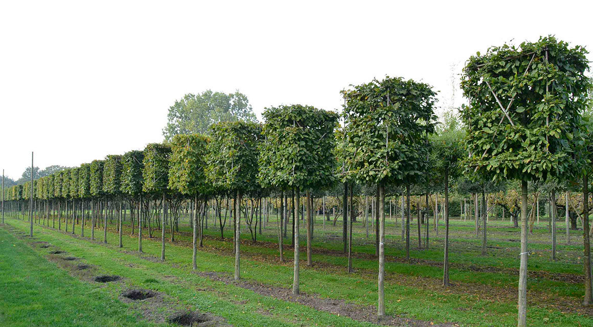 Leibomen en vormbomen online bestellen