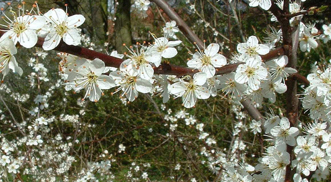 Welke planten bescherm ik in de winter?